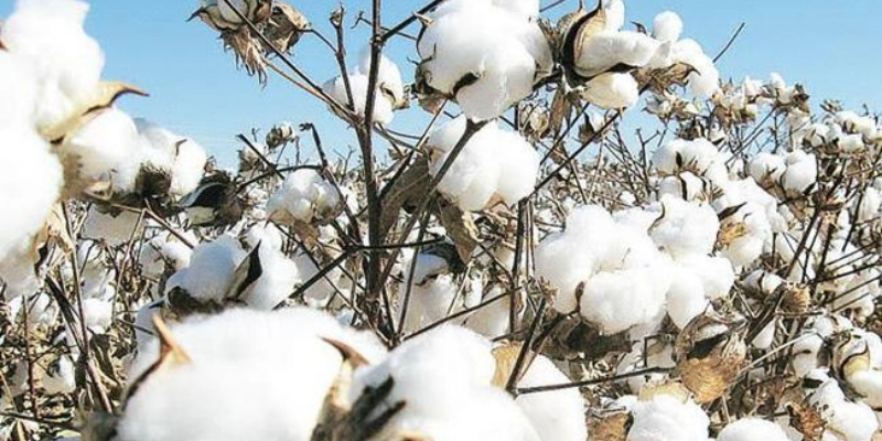Cotton