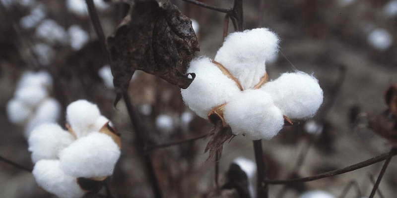 Cotton
