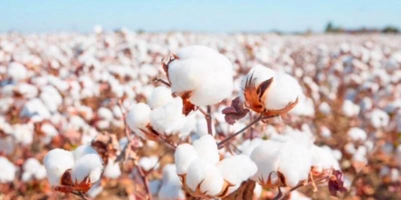 Cotton